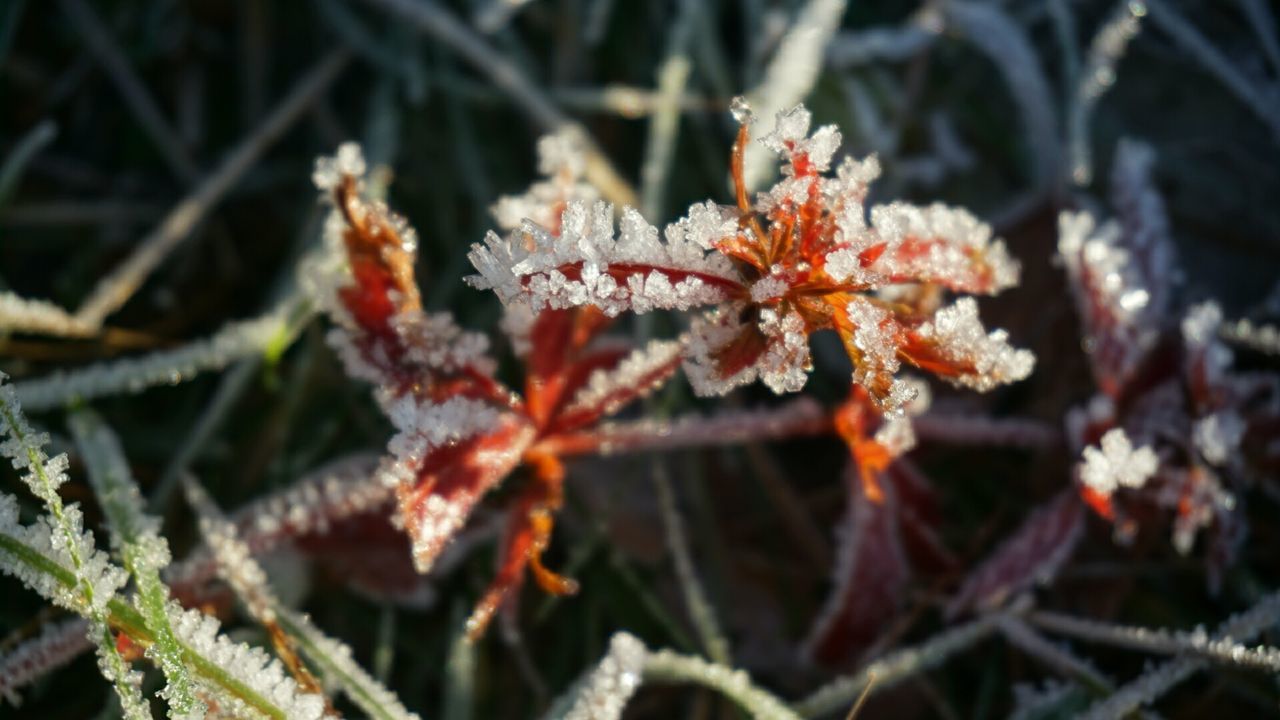 focus on foreground, close-up, branch, twig, nature, plant, growth, season, dry, leaf, selective focus, stem, tranquility, outdoors, beauty in nature, winter, day, dead plant, fragility, no people