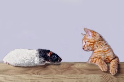 View of two cats against white background