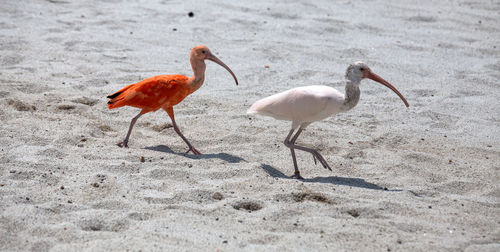 Flock of birds on beach