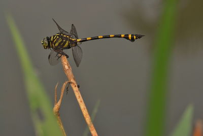 Close-up of damselfly on leaf