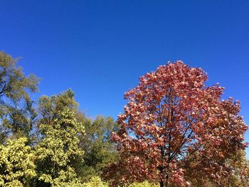 Low angle view of flowering plant against clear blue sky
