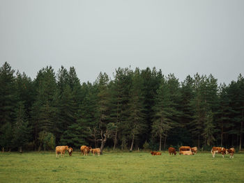 Horses grazing in a field