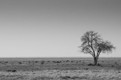 Tree on field against clear sky