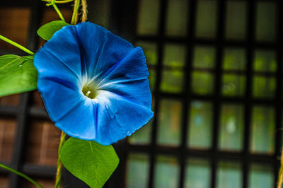 Close-up of purple blue flower