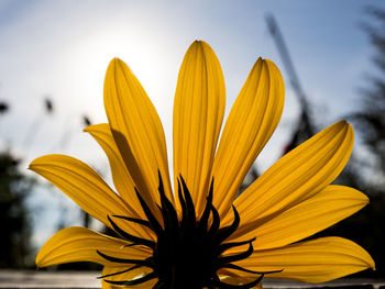 Close-up of yellow flowering plant against sky