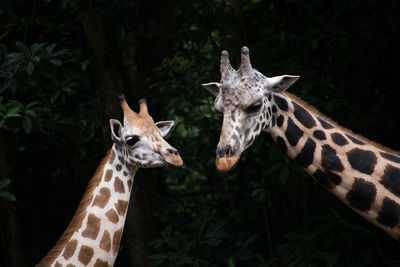 Portrait of giraffe standing outdoors