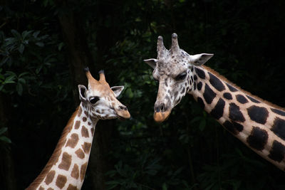 Close-up of giraffe with calf in forest