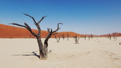 Bare tree in a desert