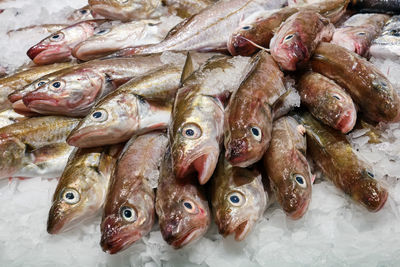 Close-up of fish for sale in market