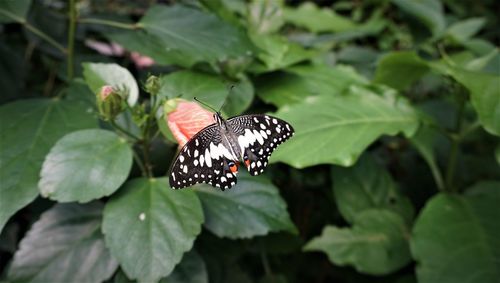 Butterfly on leaves