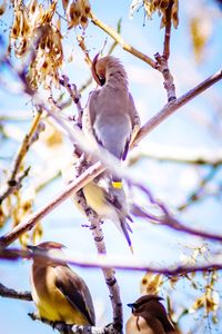 Low angle view of bird perching on branch