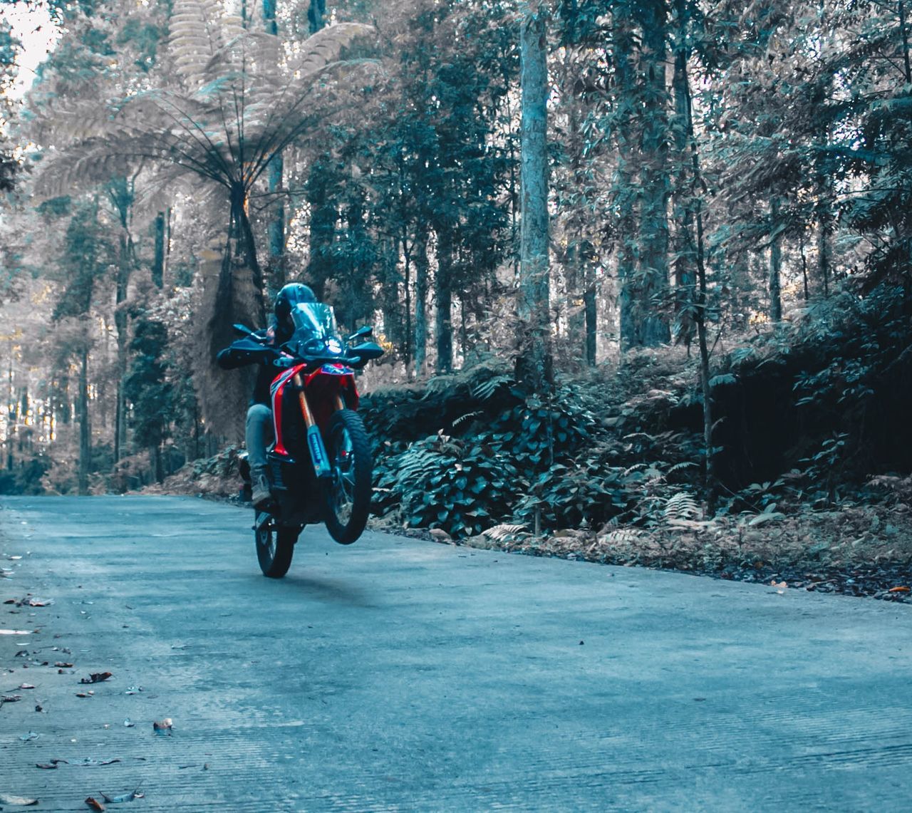 transportation, mode of transportation, one person, ride, riding, tree, motorcycle, helmet, real people, day, full length, lifestyles, road, forest, nature, land, land vehicle, plant, travel, crash helmet, outdoors, biker