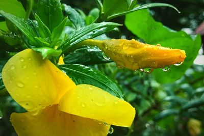 Close-up of wet yellow flower