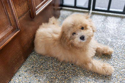 High angle view of dog lying on floor at home