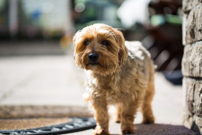 Portrait of dog sitting outdoors