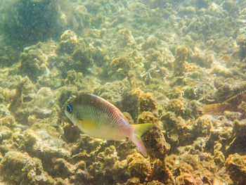 Fish swimming in sea