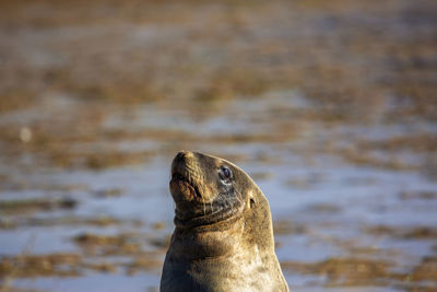 Close-up of sea-lion