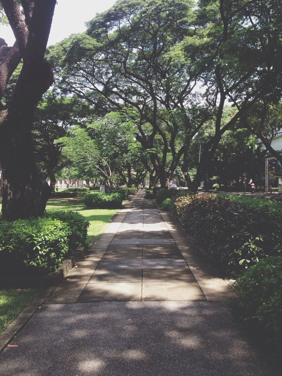 tree, growth, plant, green color, built structure, architecture, the way forward, nature, sunlight, day, building exterior, outdoors, no people, wall - building feature, footpath, railing, road, street, transportation, branch