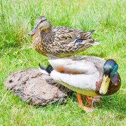 Mallard duck on grass