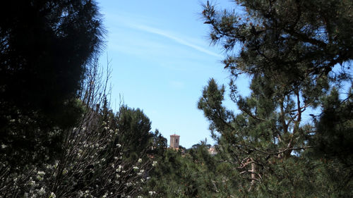 Low angle view of trees and plants against sky