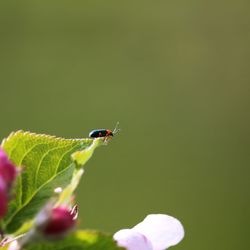 Close-up of insect perching on leaf