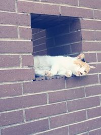 Cat by brick wall