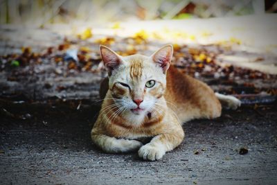 Portrait of ginger cat relaxing outdoors