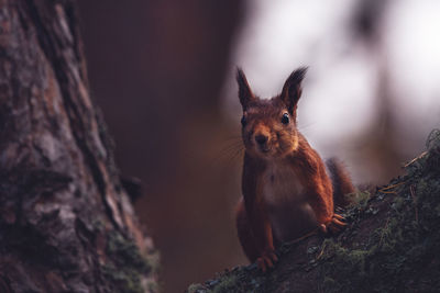 Close-up portrait of squirrel on branch 