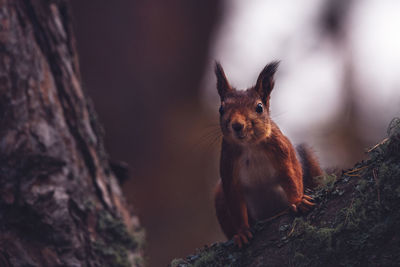Close-up portrait of squirrel on rock