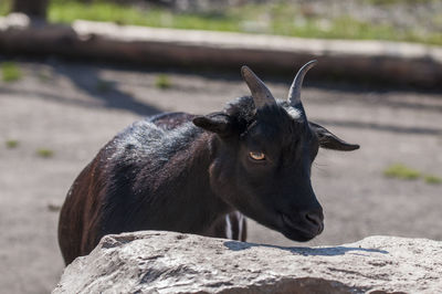 Close-up of goat on rock