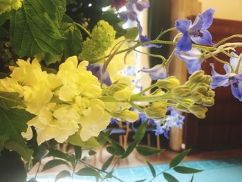 Close-up of yellow flowers blooming outdoors