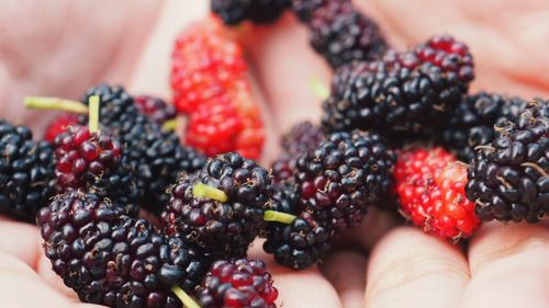 Close-up of hand holding strawberries