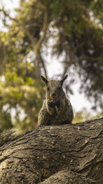 Low angle view of squirrel on tree