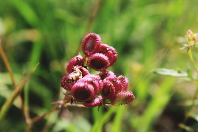 Close-up of pink flowering plant