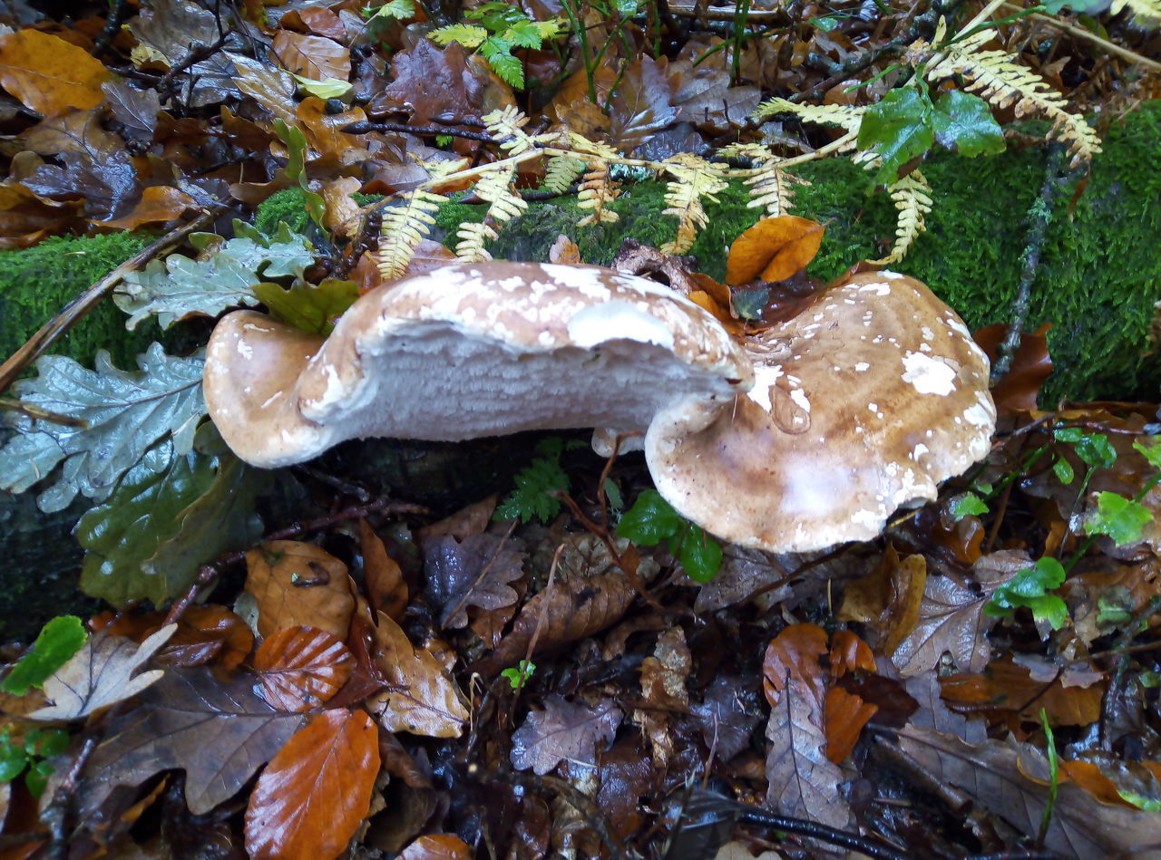 HIGH ANGLE VIEW OF MUSHROOMS AND LEAVES ON GROUND