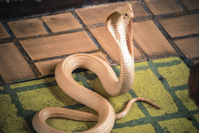 High angle view of snake in zoo