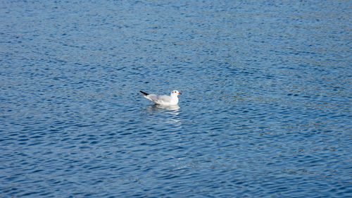 Swan swimming in sea