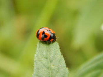 Close-up of ladybug on leaf