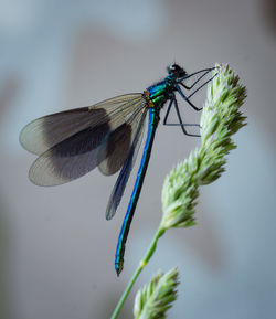 Close-up of dragonfly on flower