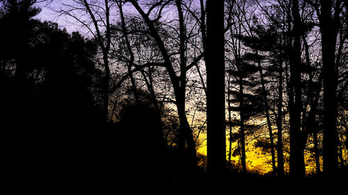 Silhouette trees in forest against sky at sunset