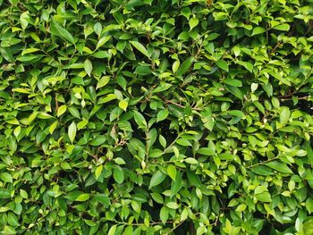 Full frame shot of ivy growing on field