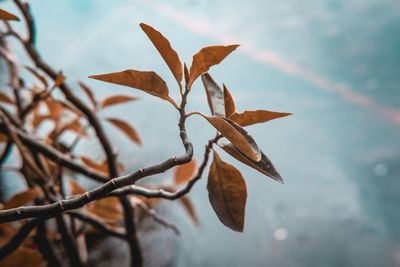 Close-up of dried leaves against blurred background