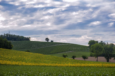 Scenic view of agricultural field against sky