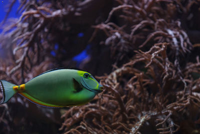 Close-up side view of naso tang fish against reef