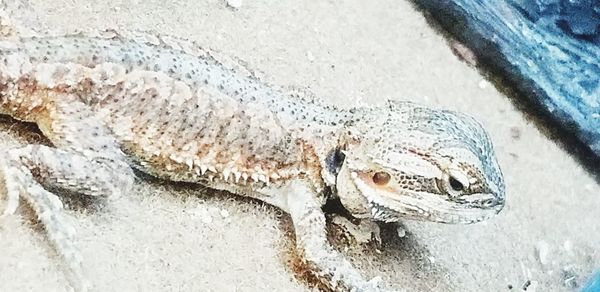 High angle view of crocodile in water