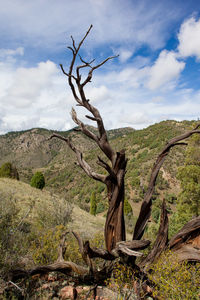 Dead tree on landscape against sky