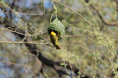 Close-up of bird perching on tree