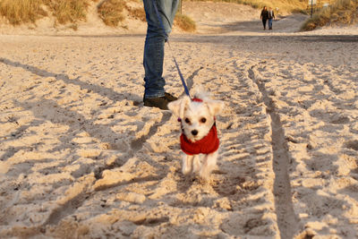 Full length of dog walking on beach