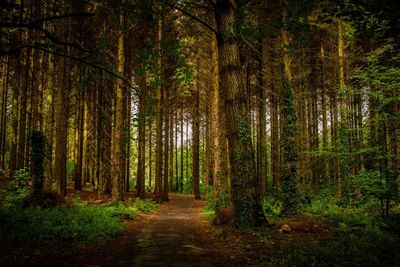 View of pine trees in forest