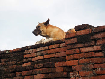 Low angle view of dog on rock against sky